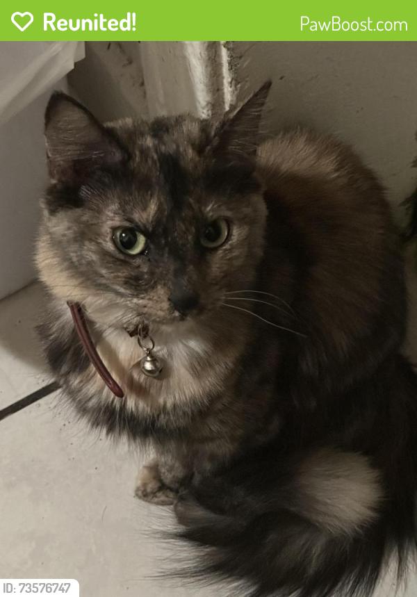 Reunited Female Cat last seen Near s bonnie brae st, Los Angeles, CA 90057