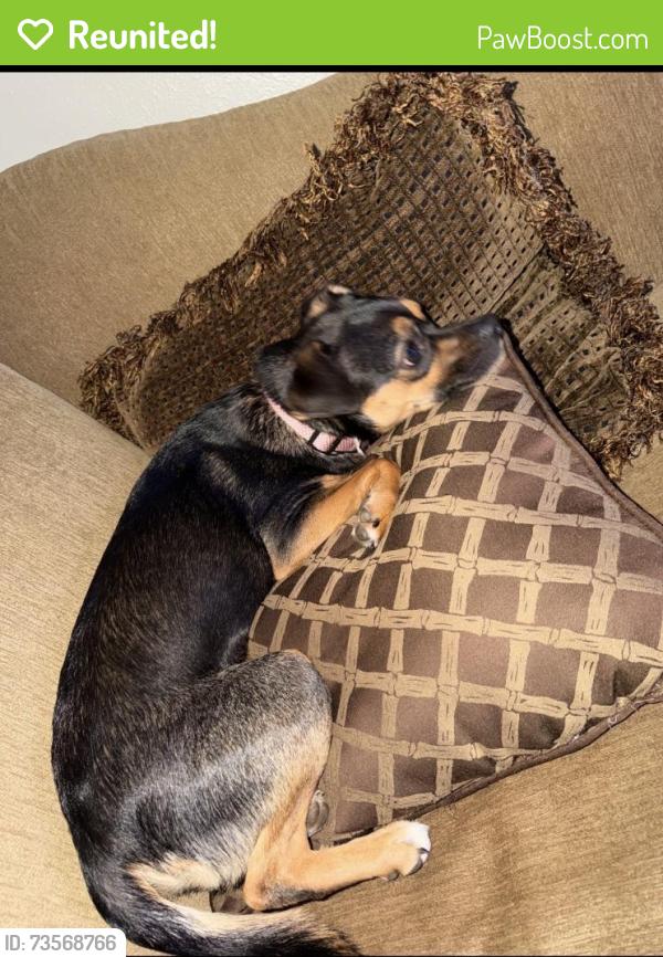 Reunited Female Dog last seen Bob Dr and Clark Rd, North Richland Hills, TX 76180