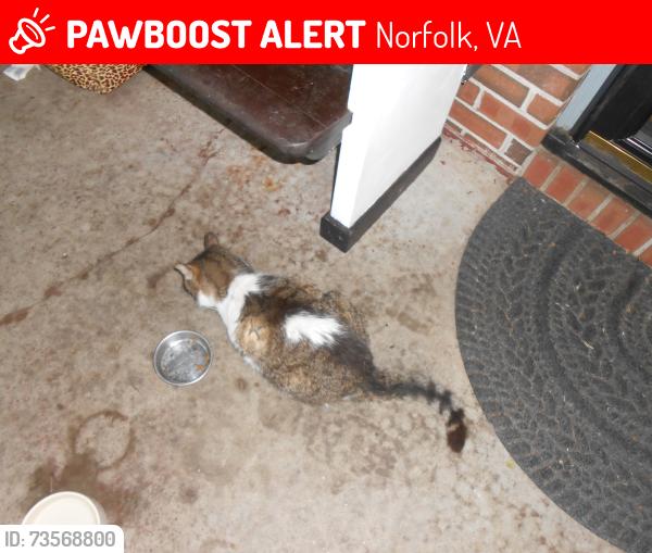Lost Female Cat last seen Kilmer Lane near Princess Anne Road, Norfolk, VA 23502