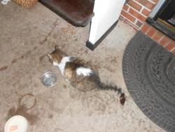 Lost Female Cat last seen Kilmer Lane near Princess Anne Road, Norfolk, VA 23502
