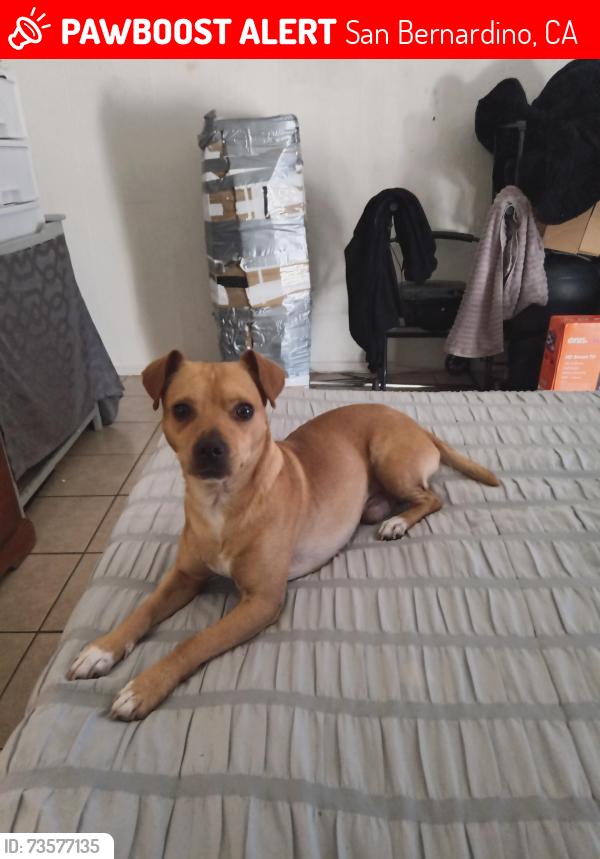 Lost Male Dog last seen Waterman Ave, San Bernardino, CA 92404