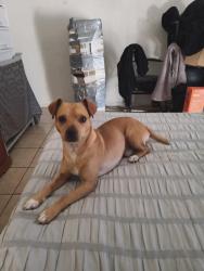 Lost Male Dog last seen Waterman Ave, San Bernardino, CA 92404