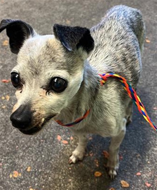 Shelter Stray Female Dog last seen BINGHAMTON DR & SAN JUAN RD, 2127 Front St, Sacramento, CA 95818, USA