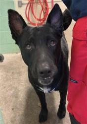Shelter Stray Male Dog last seen GRAND AVE & KERN ST, 2127 Front St, Sacramento, CA 95818, USA