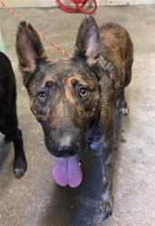 Shelter Stray Female Dog last seen GRAND AVE & KERN ST, 2127 Front St, Sacramento, CA 95818, USA