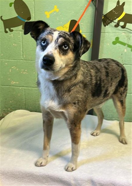 Shelter Stray Male Dog last seen OYSTER POINT WAY & OCEANSIDE DR, 2127 Front St, Sacramento, CA 95818, USA