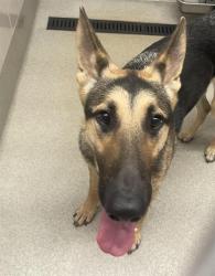 Shelter Stray Male Dog last seen , 11232 B Ave, Auburn, CA 95603, USA