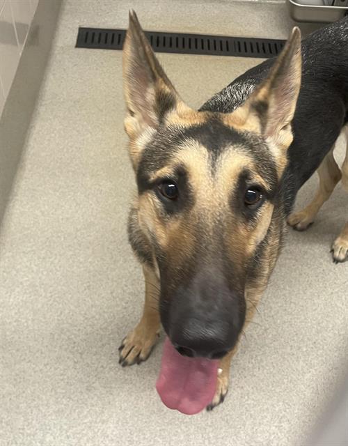 Shelter Stray Male Dog last seen , 11232 B Ave, Auburn, CA 95603, USA