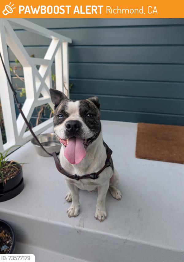 Found/Stray Male Dog last seen 32nd Street and McBryde, Richmond CA, Richmond, CA 94804