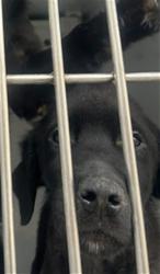 Shelter Stray Male Dog last seen WICKER WAY/ASHBROW LN, 95632, 3839 Bradshaw Rd, Sacramento, CA 95827, USA