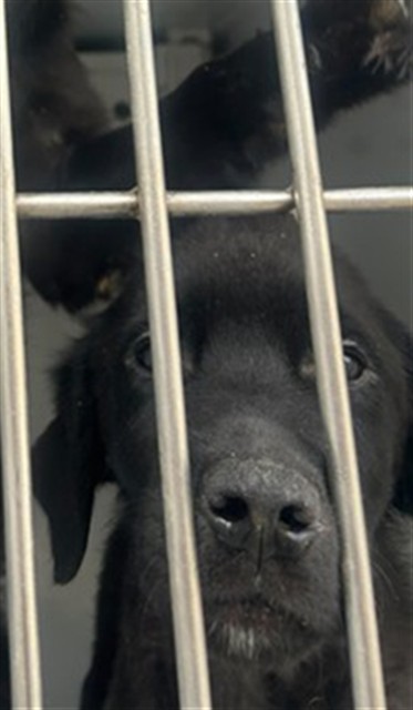 Shelter Stray Male Dog last seen WICKER WAY/ASHBROW LN, 95632, 3839 Bradshaw Rd, Sacramento, CA 95827, USA