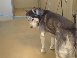 Shelter Stray Male Dog last seen BRADSHAW RD/ OLD PLACERVILLE RD, 95827, 3839 Bradshaw Rd, Sacramento, CA 95827, USA