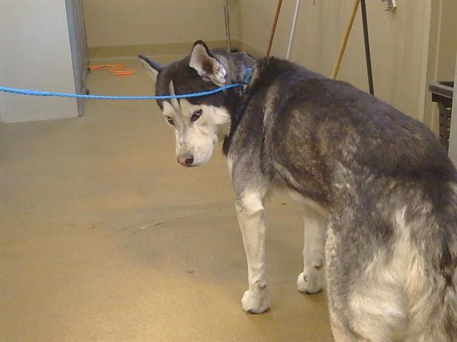 Shelter Stray Male Dog last seen BRADSHAW RD/ OLD PLACERVILLE RD, 95827, 3839 Bradshaw Rd, Sacramento, CA 95827, USA