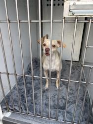 Shelter Stray Male Dog last seen MORSE AVE/ ALTA ARDEN EXPY, 3839 Bradshaw Rd, Sacramento, CA 95827, USA