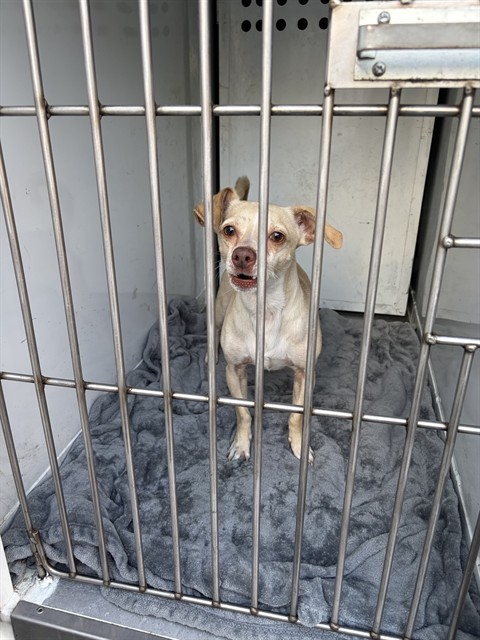 Shelter Stray Male Dog last seen MORSE AVE/ ALTA ARDEN EXPY, 3839 Bradshaw Rd, Sacramento, CA 95827, USA