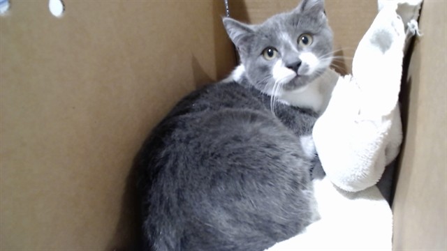 Shelter Stray Male Cat last seen HILLTOP PARK-WHITNEY YOUNG CIRCLE, 1419 Bryant St, San Francisco, CA 94103, USA