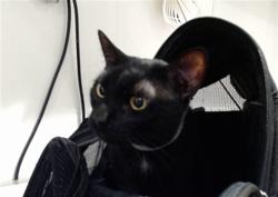 Shelter Stray Male Cat last seen HILLTOP PARK-WHITNEY YOUNG CIRCLE, 1419 Bryant St, San Francisco, CA 94103, USA