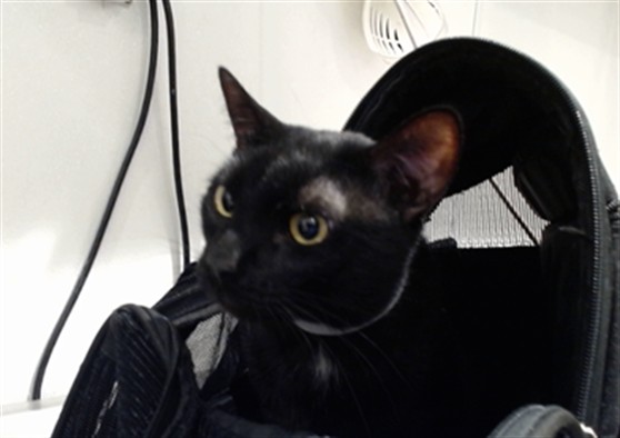 Shelter Stray Male Cat last seen HILLTOP PARK-WHITNEY YOUNG CIRCLE, 1419 Bryant St, San Francisco, CA 94103, USA