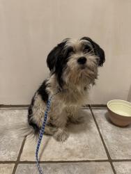 Reunited Male Dog last seen Along Woodburn Corners near Jackson Elementary, Plano, TX 75075