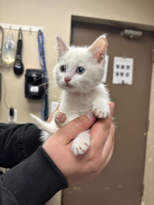Shelter Stray Female Cat last seen U-Haul Across the Street, City of Yakima, WA, 2405 W Birchfield Rd, Yakima, WA 98901, USA