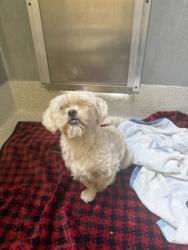 Shelter Stray Unknown Dog last seen Otis Spunkmeyer Field, Oakland, CA, 1101 29th Ave, Oakland, CA 94601, USA