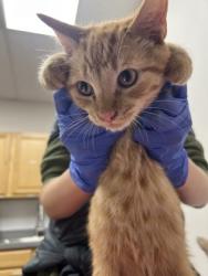 Shelter Stray Male Cat last seen Crawford Way at Gould Way, Rancho Cordova, CA, 6201 Florin Perkins Rd, Sacramento, CA 95828, USA