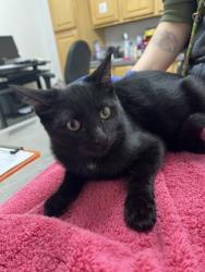 Shelter Stray Female Cat last seen Crawford Way at Gould Way, Rancho Cordova, CA, 6201 Florin Perkins Rd, Sacramento, CA 95828, USA