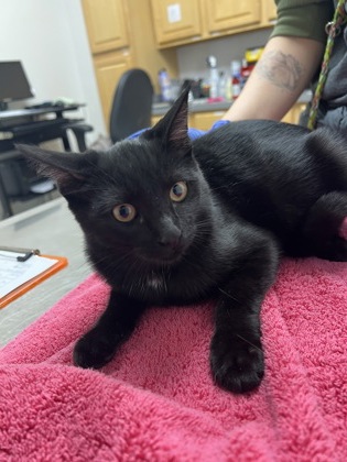 Shelter Stray Female Cat last seen Crawford Way at Gould Way, Rancho Cordova, CA, 6201 Florin Perkins Rd, Sacramento, CA 95828, USA