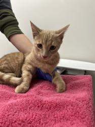 Shelter Stray Unknown Cat last seen Crawford Way at Gould Way, Rancho Cordova, CA, 6201 Florin Perkins Rd, Sacramento, CA 95828, USA