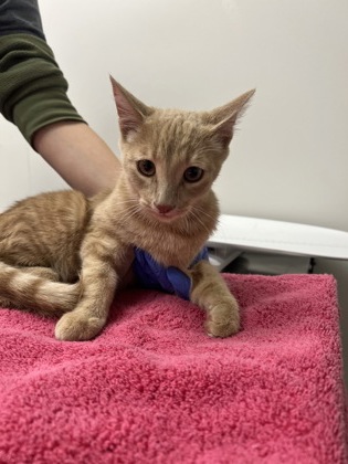 Shelter Stray Unknown Cat last seen Crawford Way at Gould Way, Rancho Cordova, CA, 6201 Florin Perkins Rd, Sacramento, CA 95828, USA