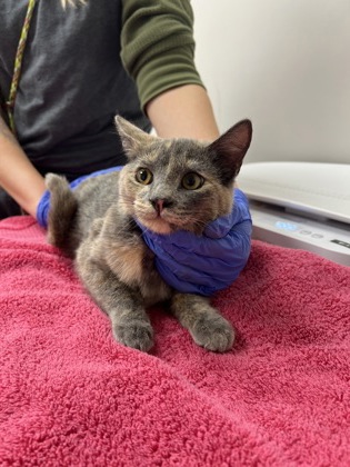 Shelter Stray Female Cat last seen Crawford Way at Gould Way, Rancho Cordova, CA, 6201 Florin Perkins Rd, Sacramento, CA 95828, USA