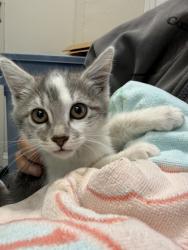 Shelter Stray Female Cat last seen Elefa and Freemont, Roseville City, CA, 200 Tahoe Ave, Roseville, CA 95678, USA