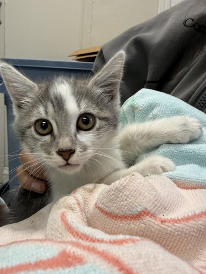 Shelter Stray Female Cat last seen Elefa and Freemont, Roseville City, CA, 200 Tahoe Ave, Roseville, CA 95678, USA