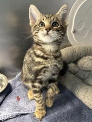 Shelter Stray Male Cat last seen Gibson Dr & E. Roseville PKWY, Roseville City, CA, 200 Tahoe Ave, Roseville, CA 95678, USA