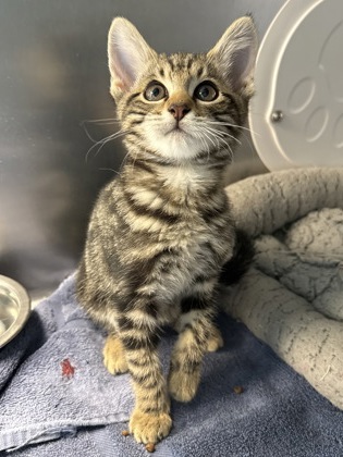 Shelter Stray Male Cat last seen Gibson Dr & E. Roseville PKWY, Roseville City, CA, 200 Tahoe Ave, Roseville, CA 95678, USA