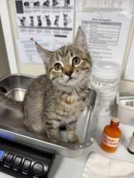 Shelter Stray Female Cat last seen Washington Blvd & RESERVE DR, Roseville City, CA, 200 Tahoe Ave, Roseville, CA 95678, USA