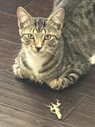 Lost Male Cat last seen Vision Park & Groggan’s Mill, Conroe, TX 77384