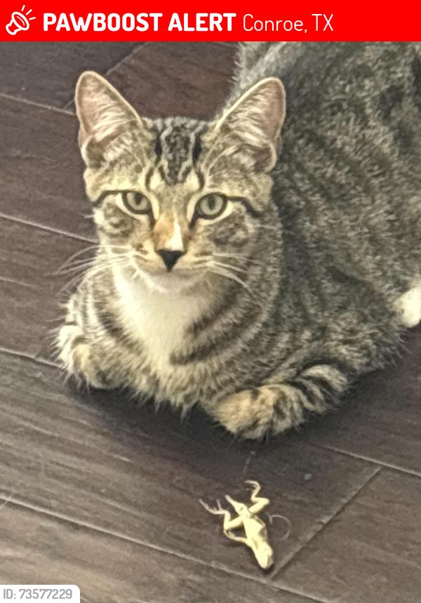 Lost Male Cat last seen Vision Park & Groggan’s Mill, Conroe, TX 77384