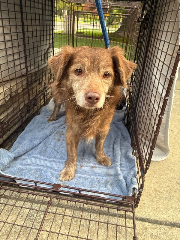 Shelter Stray Male Dog last seen Near Cumberland Pl, Stockton, CA 95219, USA, 1575 S Lincoln St, Stockton, CA 95206, USA