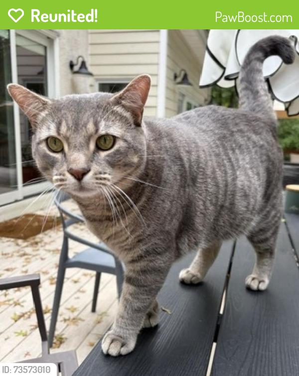 Reunited Male Cat last seen Near Stonebridge and Brushtown, Gwynedd Valley, PA 19002