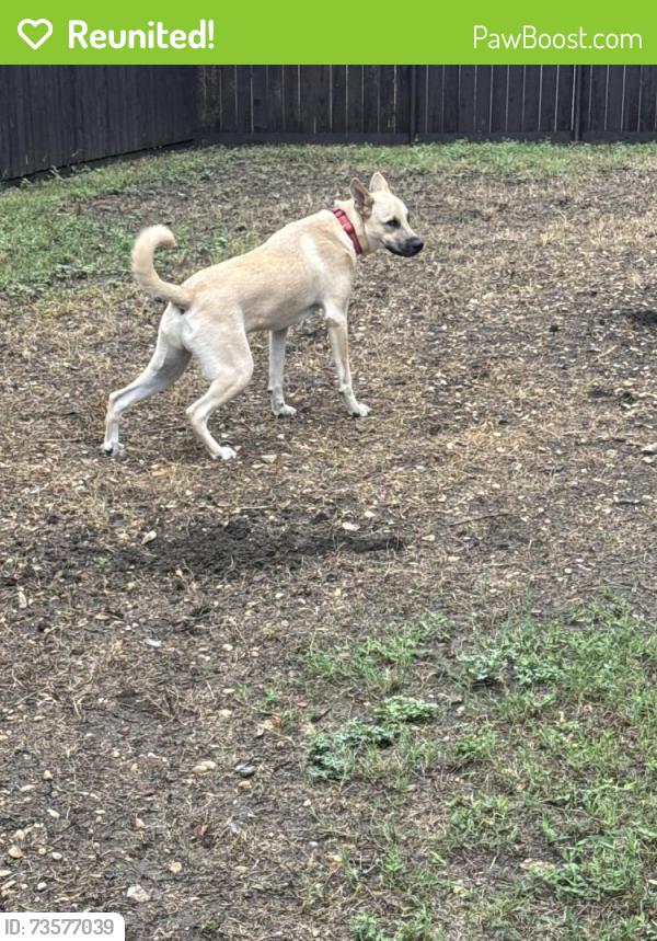 Reunited Male Dog last seen provincetown and melrose, Richardson, TX 75080