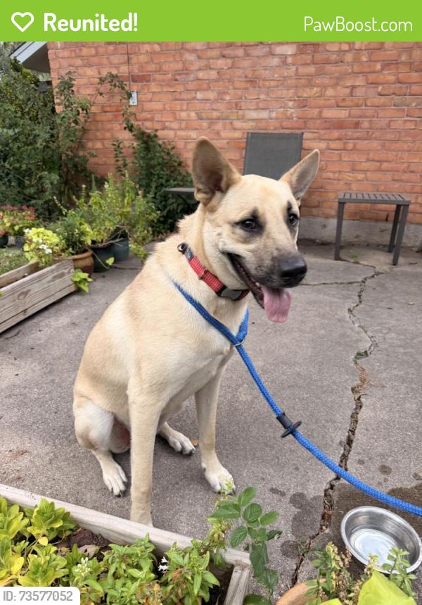 Reunited Male Dog last seen Melrose and Custer in Richardson, Richardson, TX 75080