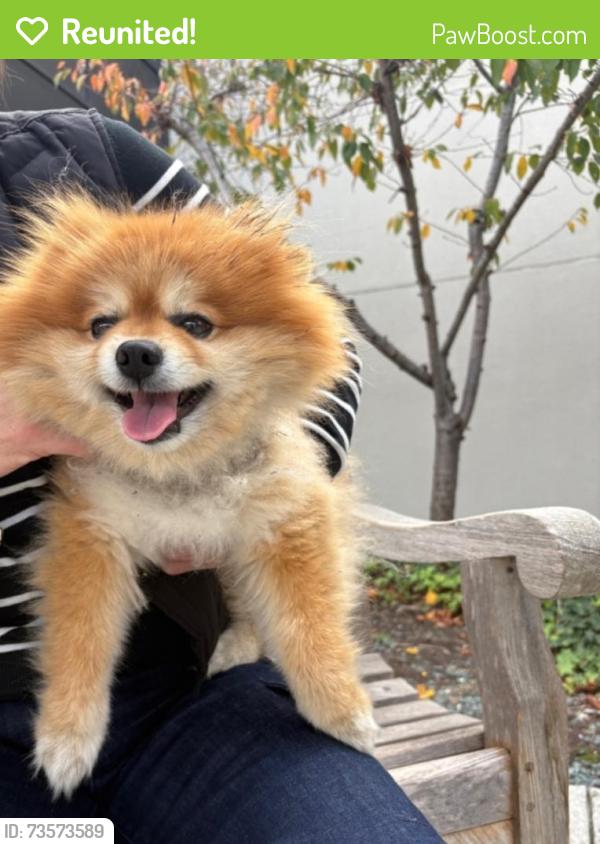 Reunited Male Dog last seen Tennyson St., Hayward, CA 94545