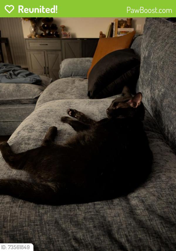 Reunited Male Cat last seen Hurricane Court behind the dog park in Fairfield Harbor, New Bern, NC 28560