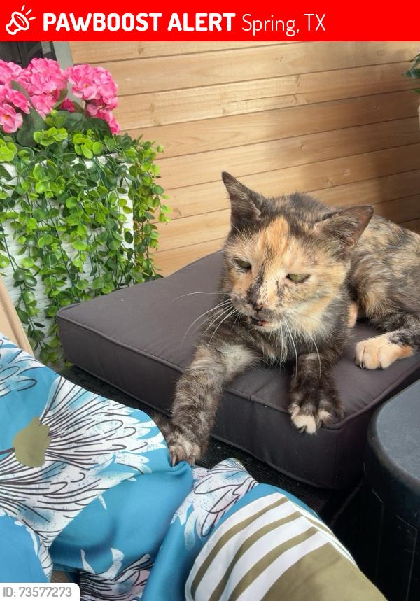 Lost Female Cat last seen Valley Center Drive, Spring, TX 77386