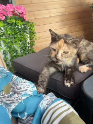 Lost Female Cat last seen Valley Center Drive, Spring, TX 77386