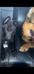Lost Male Dog last seen The colony s off Jake’s way, Santa Clarita, CA 91387
