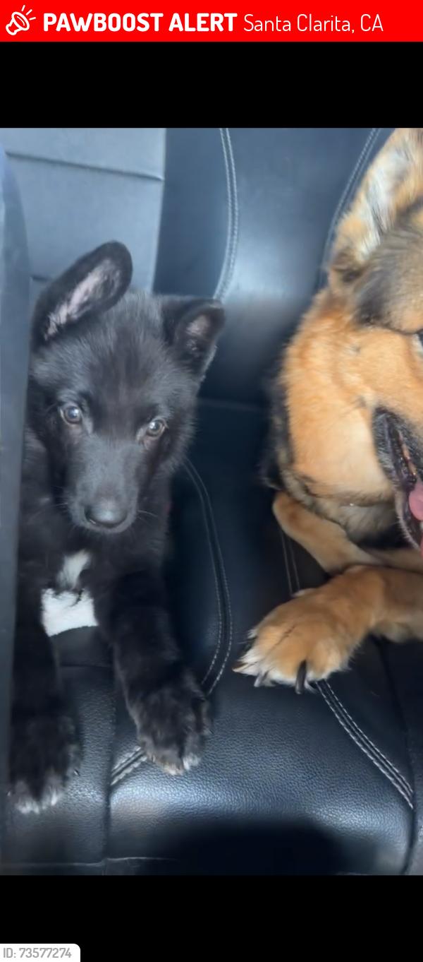 Lost Male Dog last seen The colony s off Jake’s way, Santa Clarita, CA 91387