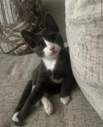 Lost Male Cat last seen Champions park area, Houston, TX 77069