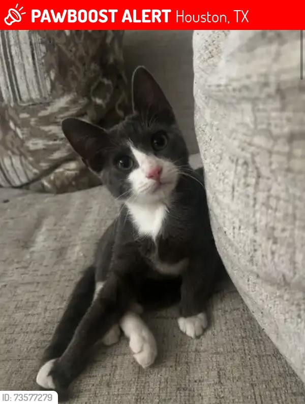 Lost Male Cat last seen Champions park area, Houston, TX 77069